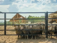 የጎትት አውራ በግ, Kuibyshev sheep — ፎቶ 1