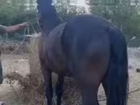 Айғыр, Friesian — 3-сурет