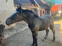 Kůň, Koně — foto 1