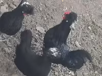 Chickens — عکس 8