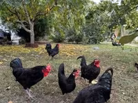 Chickens — picha 1