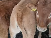 Toro, Simmental cattle — foto 5