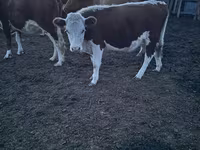 گائے, Swiss cattle — تصویر 2