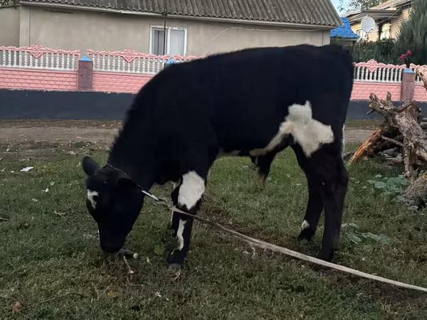 Lembu jantan, Cattle