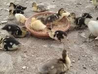 Ducks — 사진 2