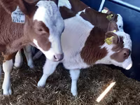 Toro, Simmental cattle — foto 4