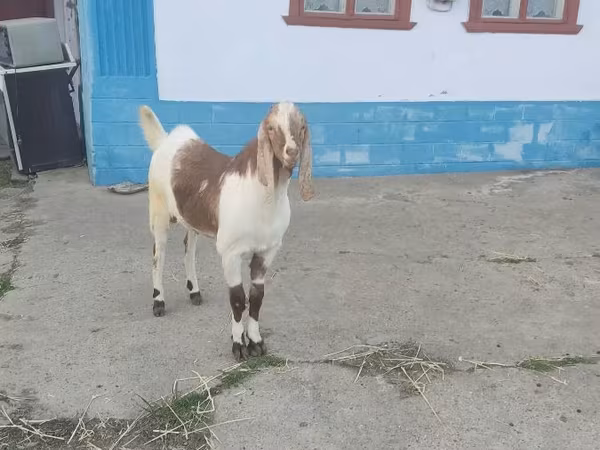 Kozel, Kamori goats