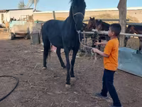 Cavallo, Cavalli — foto 1