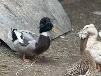 American Pekin — ảnh 3