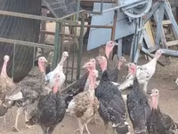 Turkeys — عکس 5