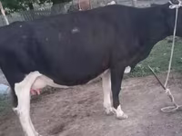 Krava, Latvian Blue cattle — foto 4