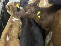 Lembu ternakan (lot, jantina tidak dinyatakan), Simmental cattle — foto 2
