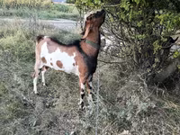 Kozioł, Kozy — zdjęcie 5