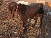 숫염소, Kamori goats — 사진 2