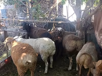 Får, Rhon sheep — foto 1