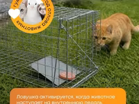 Складная живоловушка-капкан гуманного типа Назначение: - Отлов кошек — 4 зураг