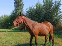 Klisna, Thoroughbred horse — foto 5