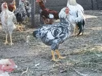 Chickens — foto 4