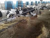 Tyre, Swiss cattle — foto 5