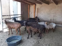 قوچ, گوسفند — عکس 3
