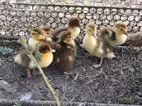 Ducks — foto 5