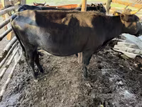 Lo’, Cattle — sawirka 1