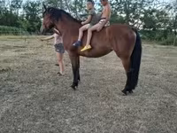 母马, Horses — 照片 5