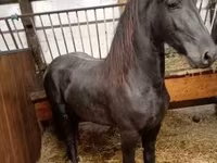 Cavalla, Cavalli — foto 4
