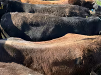 Bull, Cattle — photo 4
