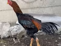 Chickens — फ़ोटो 2