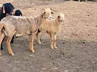 قوچ, گوسفند — عکس 2