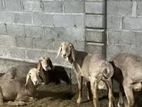 Widder, Arashan sheep — Foto 4