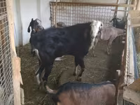 Kozel, Nubian Goat — foto 1