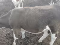 گاو ماده, Simmental cattle — عکس 5