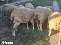 قوچ, Ile-de-France sheep — عکس 4