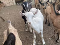 Koza, Alpine goat — zdjęcie 6