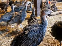 Guinea fowl — foto 3