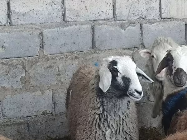 Sheep, Sheep — Kyrgyzstan