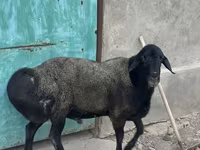 Berbec, Hissar sheep — foto 5