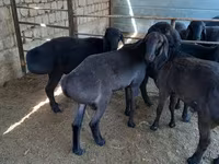 قوچ, Hissar sheep — عکس 7
