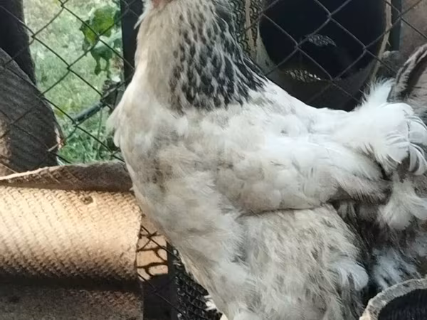 Brahma