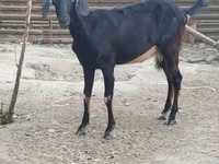 عنزة, الماعز — الصورة 5