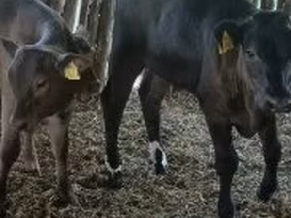 Vacă, Bovine