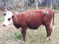 Toro, Bovini — foto 3