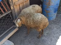 Domba (batch, jenis kelamin tidak disebutkan), Sheep — foto 6
