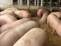 หมูป่าตัวผู้, หมู — รูปภาพ 1