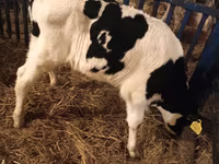 Bull, Russian Black pied cattle — photo 4