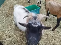 Kozioł, Kozy — zdjęcie 6