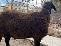 숫양, Arashan sheep — 사진 3