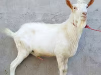 Kozioł, Dutch Landrace goats — zdjęcie 4